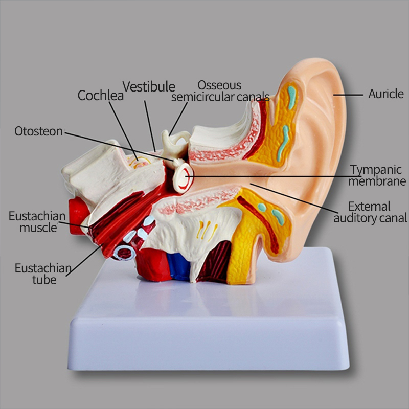 PVC Human Anatomical Eco-Friendly Training Teaching Middle Ear Anatomy Model Artificial Tingoton product detail