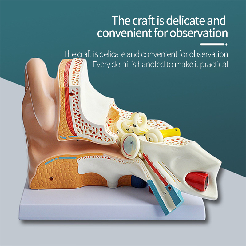PVC Human Anatomical Eco-Friendly Training Teaching Middle Ear Anatomy Model Artificial Tingoton product detail