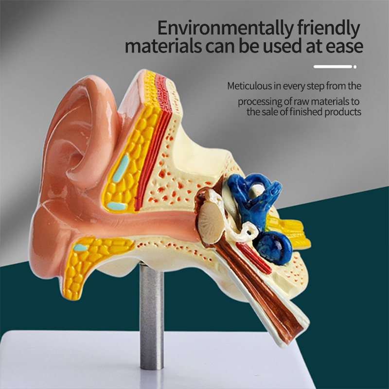 PVC Human Anatomical Eco-Friendly Training Teaching Middle Ear Anatomy Model Artificial Tingoton product detail