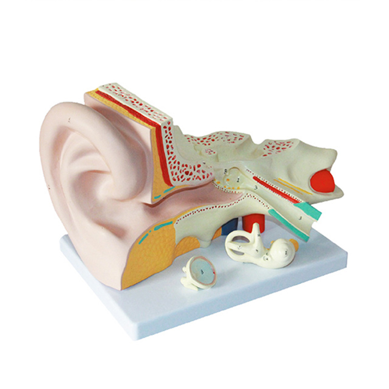 PVC Human Anatomical Eco-Friendly Training Teaching Middle Ear Anatomy Model Artificial Tingoton product detail