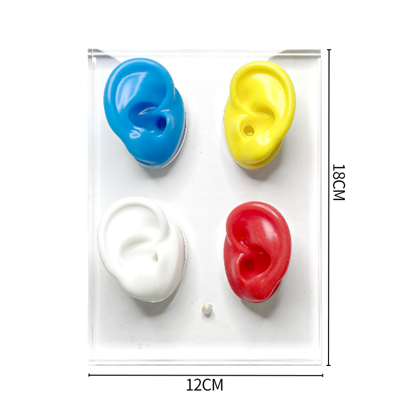 OEM/ODM Clear Acrylic Ear Display with Silicone Ear for Hearing Aids Stylish Head Style for Store Display product detail