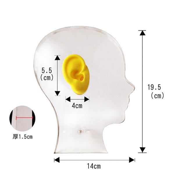 OEM/ODM Clear Acrylic Ear Display with Silicone Ear for Hearing Aids Stylish Head Style for Store Display product detail