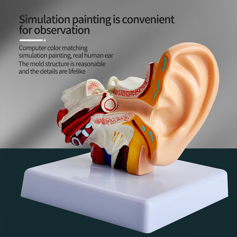 PVC Human Anatomical Eco-Friendly Training Teaching Middle Ear Anatomy Model Artificial Tingoton product detail